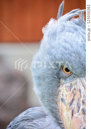 鳥のアップ　ハシビロコウ 123030261