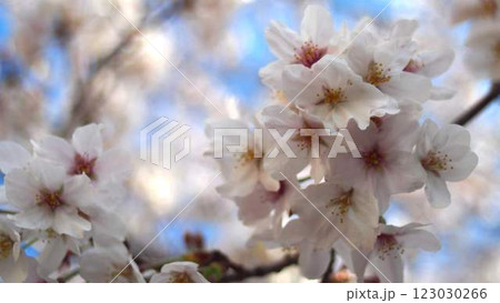 桜のアップ 123030266