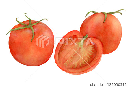 新鮮なトマトの水彩イラスト 新鮮なトマトの水彩イラスト 123030312