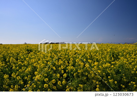 神奈川県・長井海の手公園 ソレイユの丘の菜の花畑 123030673