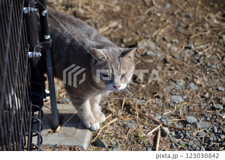 日向ぼっこする猫 日向ぼっこする猫 123030842
