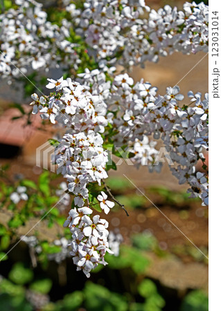 ユキヤナギ(雪柳) ユキヤナギ(雪柳) 123031014