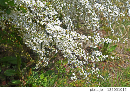 ユキヤナギ（雪柳） 123031015