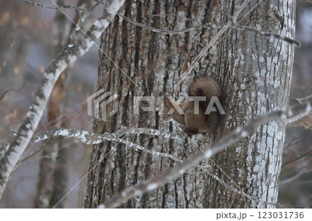 冬の森　雪つもる木の上に座るエゾリス 123031736