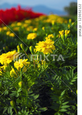 高崎市 鼻高展望花の丘 マリーゴールド 千寿菊 高崎市 鼻高展望花の丘 マリーゴールド 千寿菊 123032122