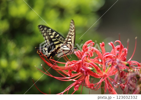 ガーデニング 庭の花、 ガーデニング 庭の花、 123032332