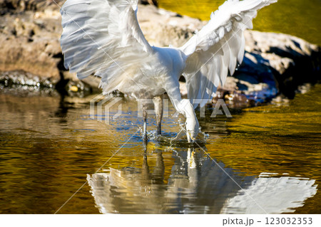水辺のコサギ 123032353