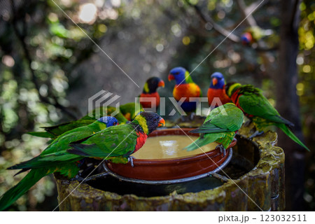 Colorful lorikeets gathered around feeding dish. 123032511