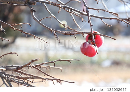枝先に実っている採り残した渋柿 123032655
