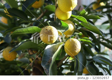 庭にたくさん実った小さな柚子 123032657