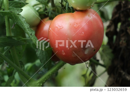 しずくが付いた庭の赤いトマト しずくが付いた庭の赤いトマト 123032659