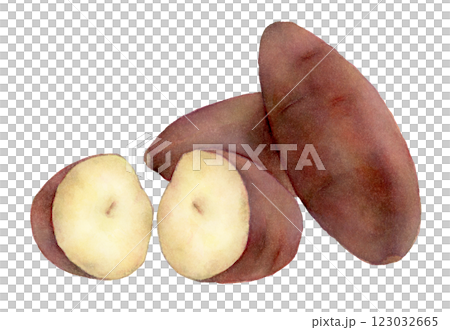 紅薯的水彩插圖 紅薯的水彩插圖 123032665