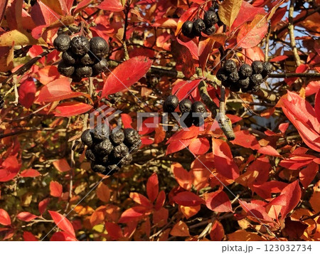 red leaves, black wrinkled fruits 123032734