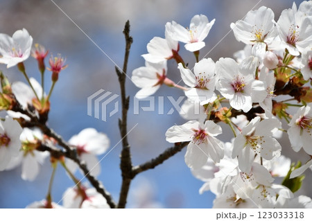 春の青空に映える桜 春の青空に映える桜 123033318