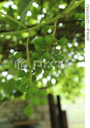 Small grapes on the branch are gaining size. The concept of home farmers Small grapes on the branch are gaining size. The concept of home farmers 123033452