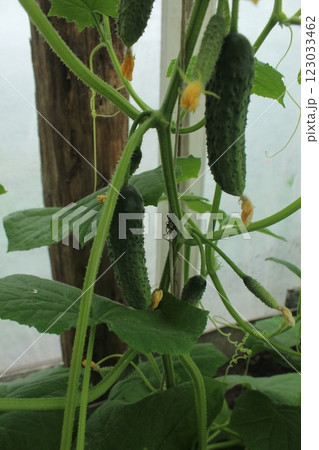 gherkin on a branch. Green cucumber on a branch in a greenhouse. Young gherkins cucumbers gherkin on a branch. Green cucumber on a branch in a greenhouse. Young gherkins cucumbers 123033462