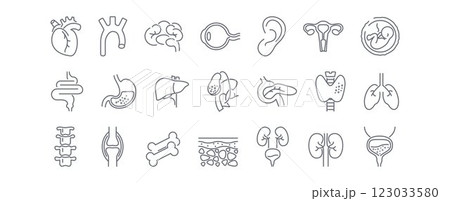 Human anatomy line icons set. Stomach, spine, joint, heart, embryo, bile, lung, dermis, heart, bone, vessels, liver, brain, eye, ear, thyroid gland, kidneys vector illustration 123033580