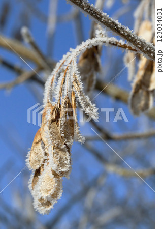 Tree branch covered with frost Tree branch covered with frost 123034031