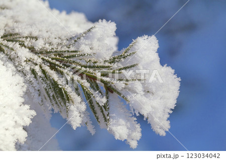 Pine-tree branch covered with frost Pine-tree branch covered with frost 123034042
