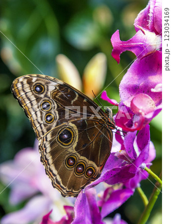 Caligo Eurilochus butterfly on a flower Caligo Eurilochus butterfly on a flower 123034169