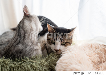 毛繕いする二匹の猫　キジトラ・サバトラ猫 123034319