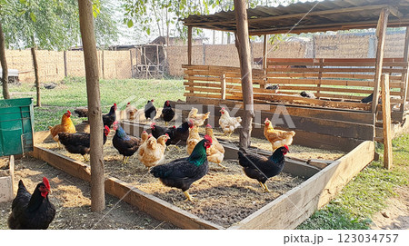 自然豊かな農場で放し飼いの鶏たち 自然豊かな農場で放し飼いの鶏たち 123034757