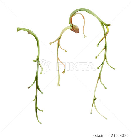 Tree, flower, berry or bush raceme. Long plant stem branch twig cluster hand drawn in watercolor, late autumn or winter, early spring. Botanical isolated illustration element. Gardening, florist shop. 123034820