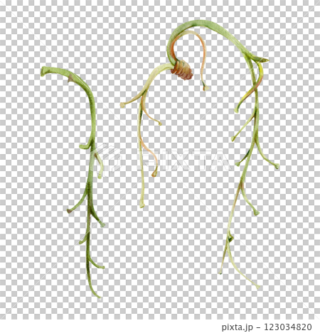 Tree, flower, berry or bush raceme. Long plant stem branch twig cluster hand drawn in watercolor, late autumn or winter, early spring. Botanical isolated illustration element. Gardening, florist shop. 123034820