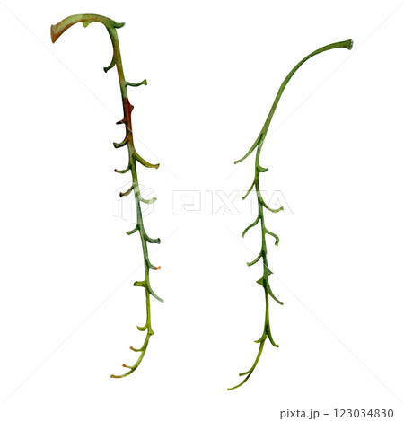 Tree, flower, berry or bush raceme. Long plant stem branch twig cluster hand drawn in watercolor, early spring, late autumn or winter. Botanical isolated illustration element. Gardening, florist shop. 123034830