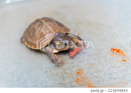餌を食べるミツユビハコガメのベビー 餌を食べるミツユビハコガメのベビー 123034843