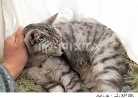 猫を撫でる飼い主 サバトラ猫 猫を撫でる飼い主 サバトラ猫 123034880
