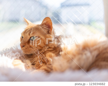 窓辺でくつろぐ可愛い猫　茶トラ猫 123034882