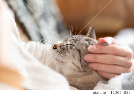 ネコを抱く ネコを抱く 123034883