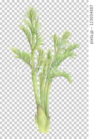 タラの芽の水彩イラスト 123034887