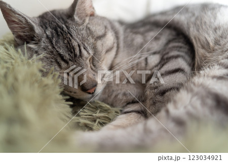 窓辺で眠る猫 サバトラ猫 窓辺で眠る猫 サバトラ猫 123034921