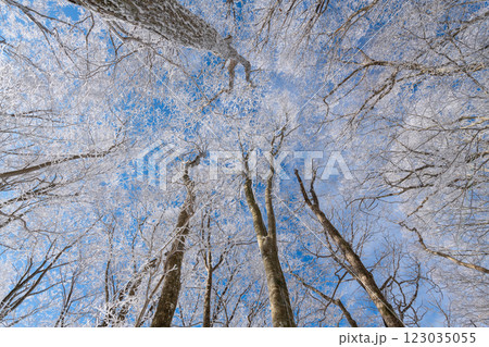 見上げると美しい霧氷と青空 見上げると美しい霧氷と青空 123035055