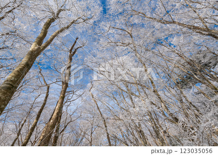 見上げると美しい霧氷と青空 見上げると美しい霧氷と青空 123035056