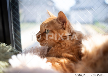 窓辺でくつろぐ可愛い猫　茶トラ猫 123035060