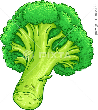 Broccolii Colored Detailed llustration 123035132