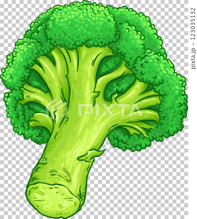 Broccolii Colored Detailed llustration 123035132