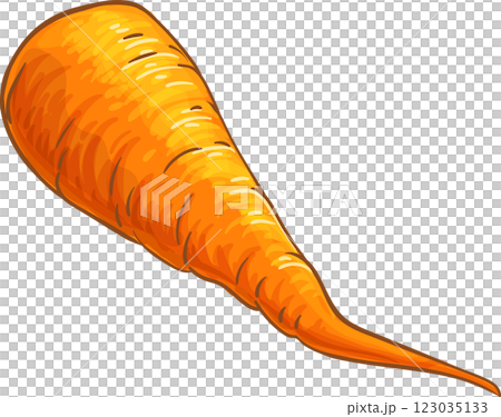 Carrot Root  Colored Detailed Illustration 123035133