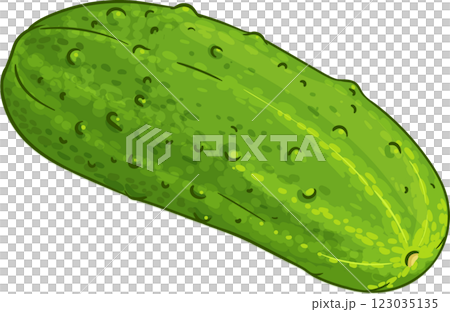 Cucumber Vegetable Colored Detailed Illustration Cucumber Vegetable Colored Detailed Illustration 123035135