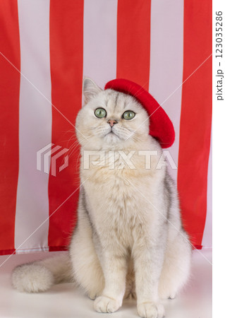 Elegant white cat wearing red beret against red and white striped background 123035286
