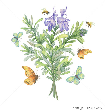 Watercolor bouquet of blooming Rosemary with bees and butterflies 123035297