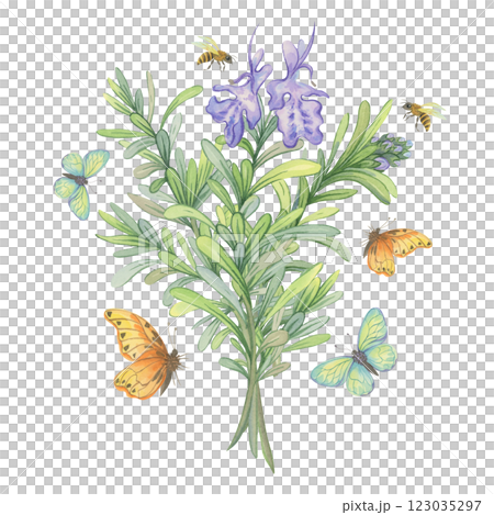Watercolor bouquet of blooming Rosemary with bees and butterflies Watercolor bouquet of blooming Rosemary with bees and butterflies 123035297