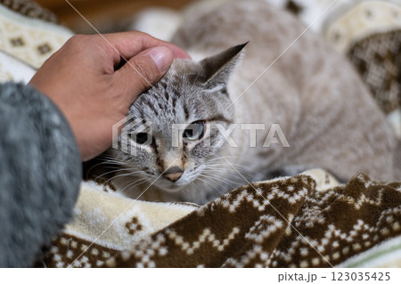 猫の頭を撫でる飼い主　シャムトラ猫 123035425
