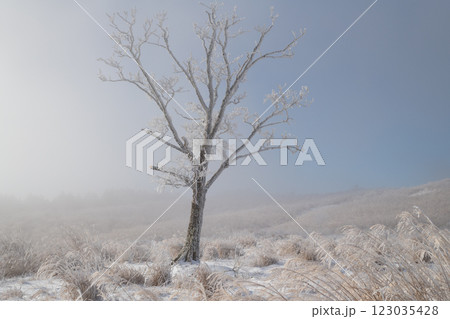 霧氷と青空 霧氷と青空 123035428