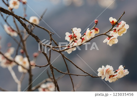 神奈川県松田町　寄　ロウバイ祭り 123035456