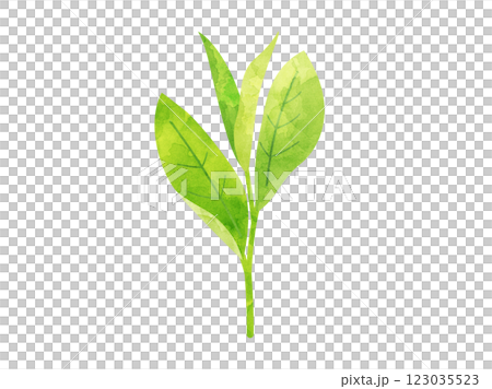 Illustration of new tea leaves, watercolor version 123035523