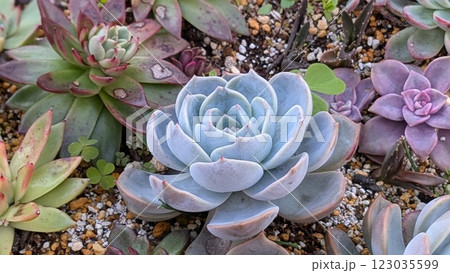 多肉植物 123035599
